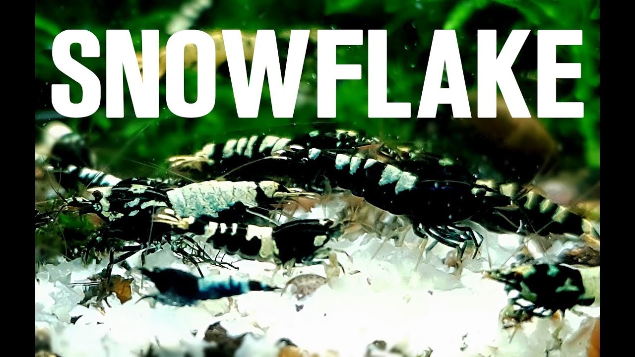 SNOWFLAKE FOOD = MY SHRIMP LOVE IT