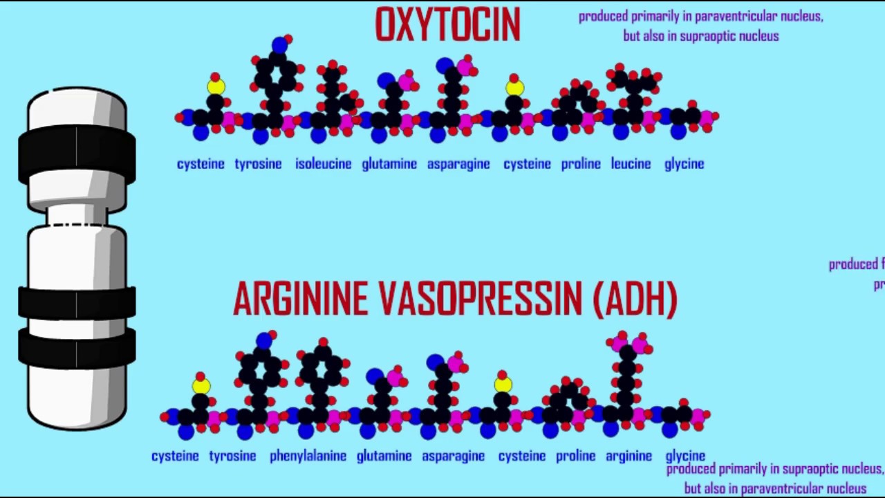 oxytocin, vasopressin ADH, & the hypothalamus