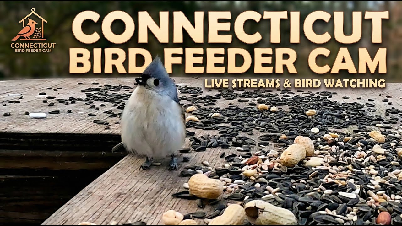 Connecticut Bird Feeder Cam | Juncos, Chickadees, Titmice