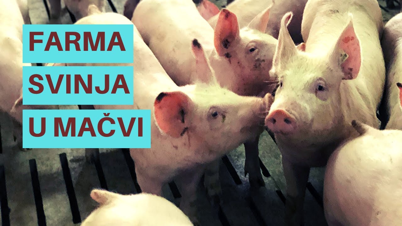 Savremena Farma u Mačvi: Uzgoj Svinja po SVETSKIM STANDARDIMA