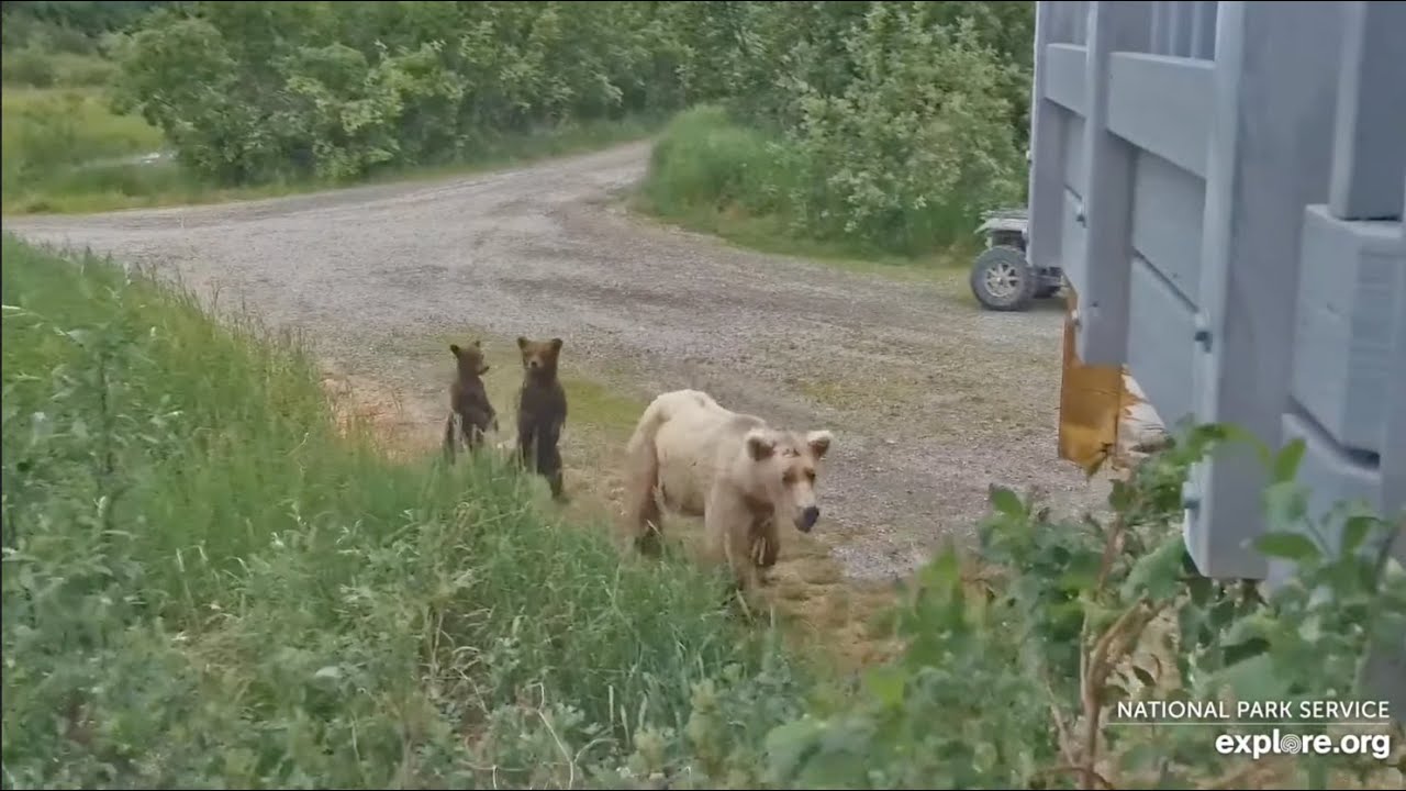 128 Grazer and Her Cubs on the Spit Road - July 5, 2024 (explore.org)