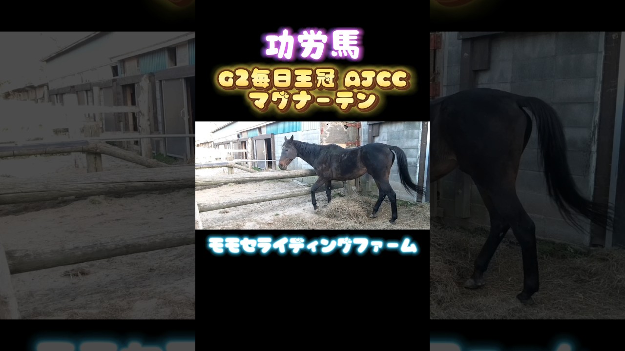 #マグナーテン #モモセライディングファーム #功労馬 #引退馬