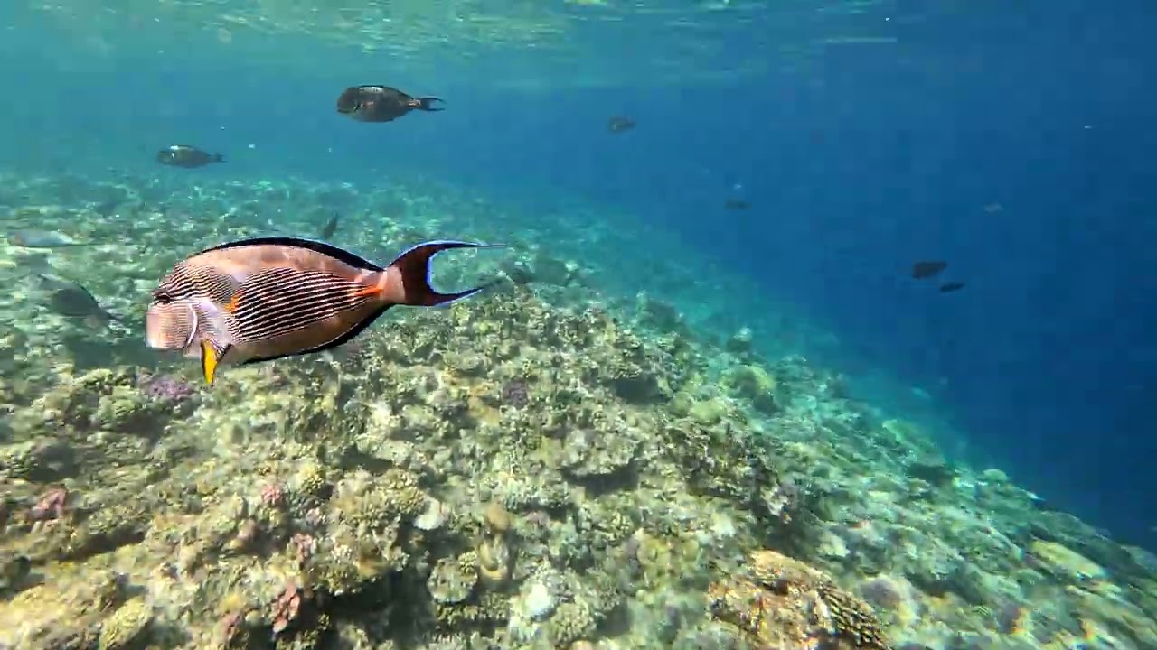 Egypt ,Marsa Alam, 2026 January,