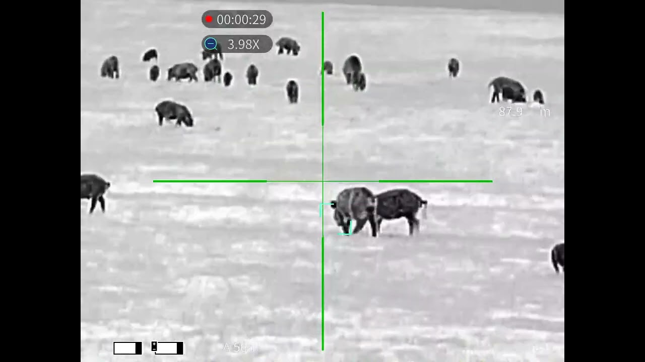 Thermal pig hunt Western Australia