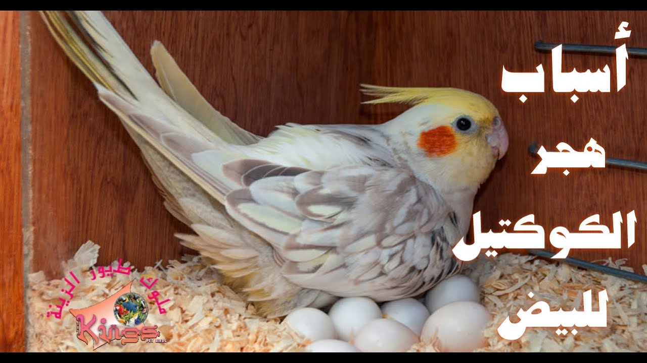 أسباب هجر طائر الكوكتيل للعش وترك البيض