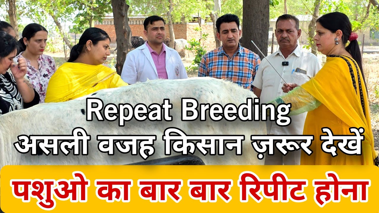 Repeat Breeding Problem in Cow & Buffalo | Best Treatment & Prevention Tips