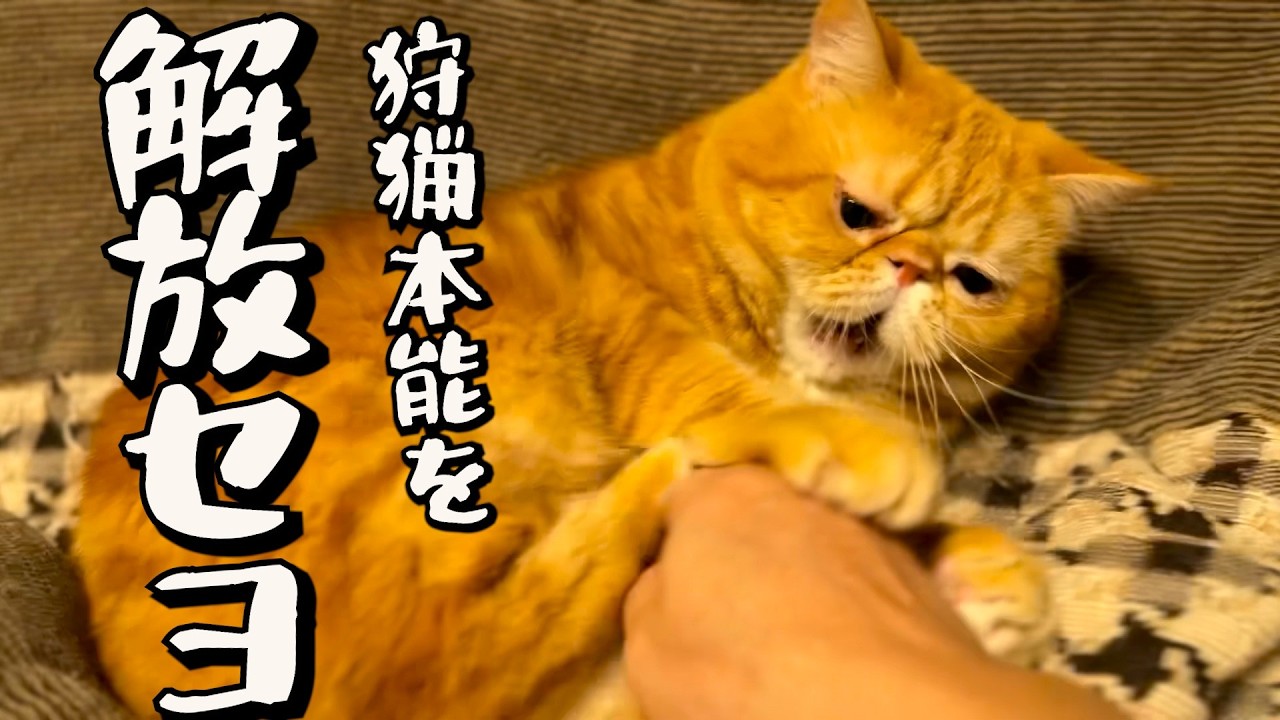 ねこ「ウザすぎる『手攻撃』来た🐈」