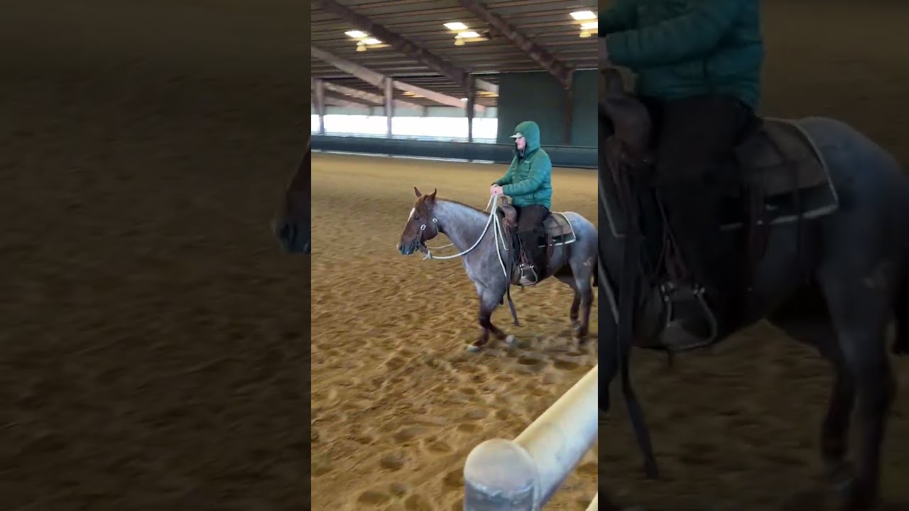 “Barley” 2 Year Old Gelding