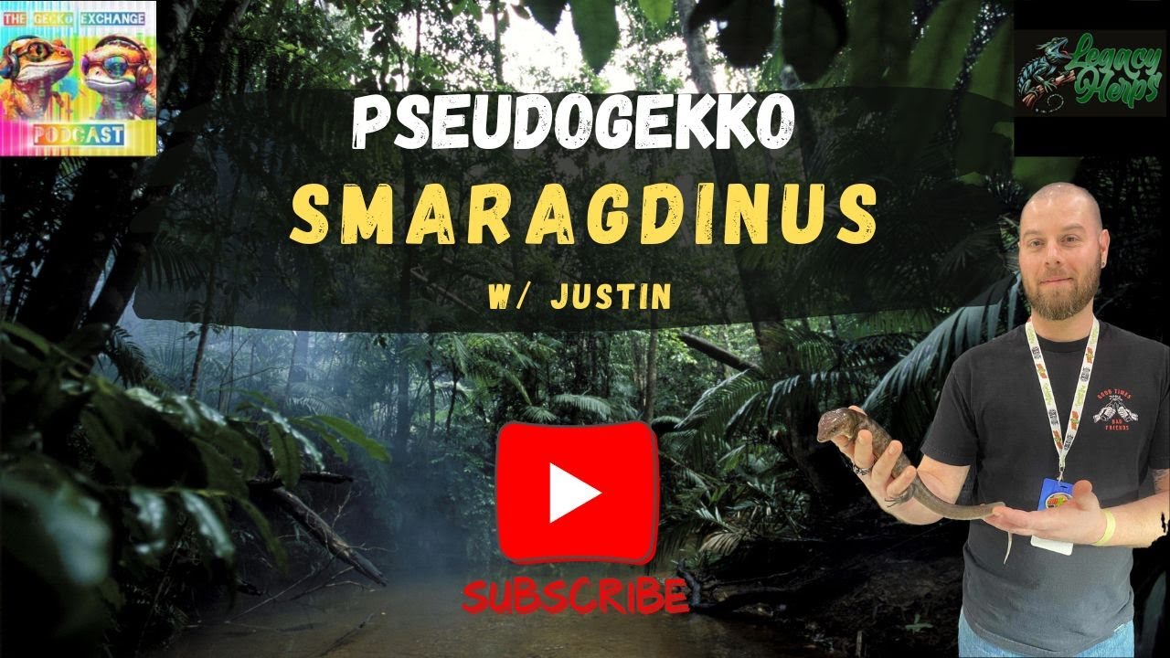 Mastering Pseudogekko Smaragdinus: Breeding and Care Tips