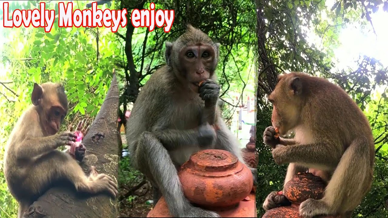 Adorable monkey content to be consuming fruit | Life Monkeys | Mountain Monkey Official