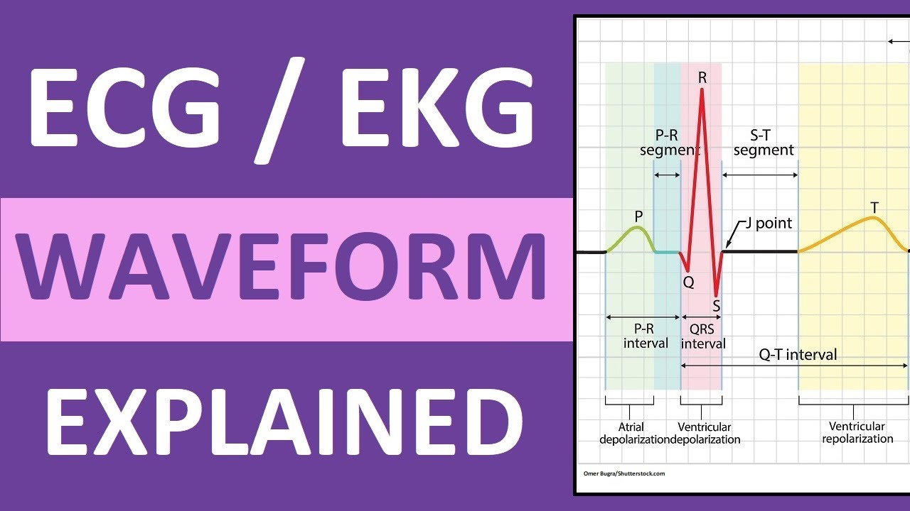 ECG Waveform Explained and Labeled | ECG Interpretation Nursing NCLEX
