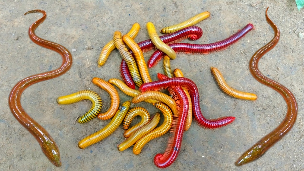 Wadidaw! Mencari kakiseribu, luwing dan ikan belut, ikan lele, ikan hias, kura kura lucu, kelomang