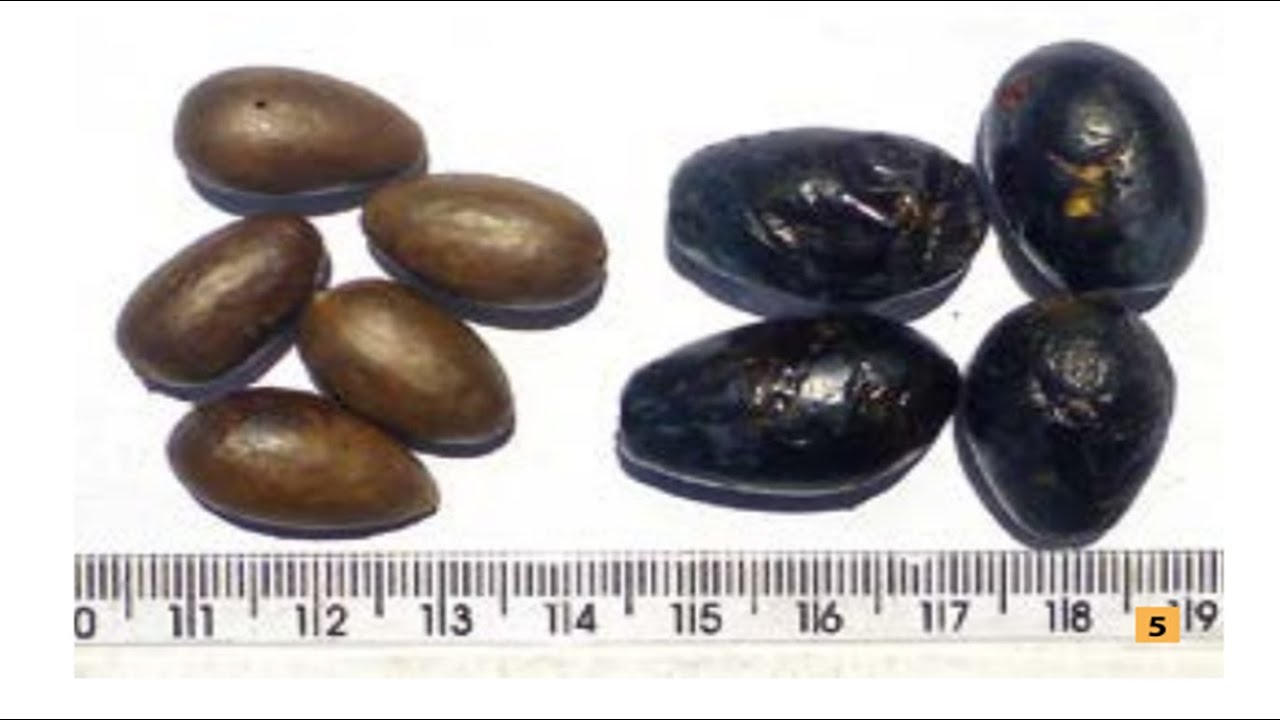 Lauraceae - Mezilaurus itauba (Meisn.) Taub. ex Mez