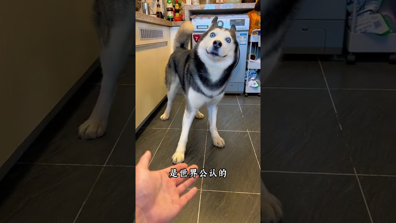 这种狗咬人吗？#狗狗 #中华田园犬 #科普