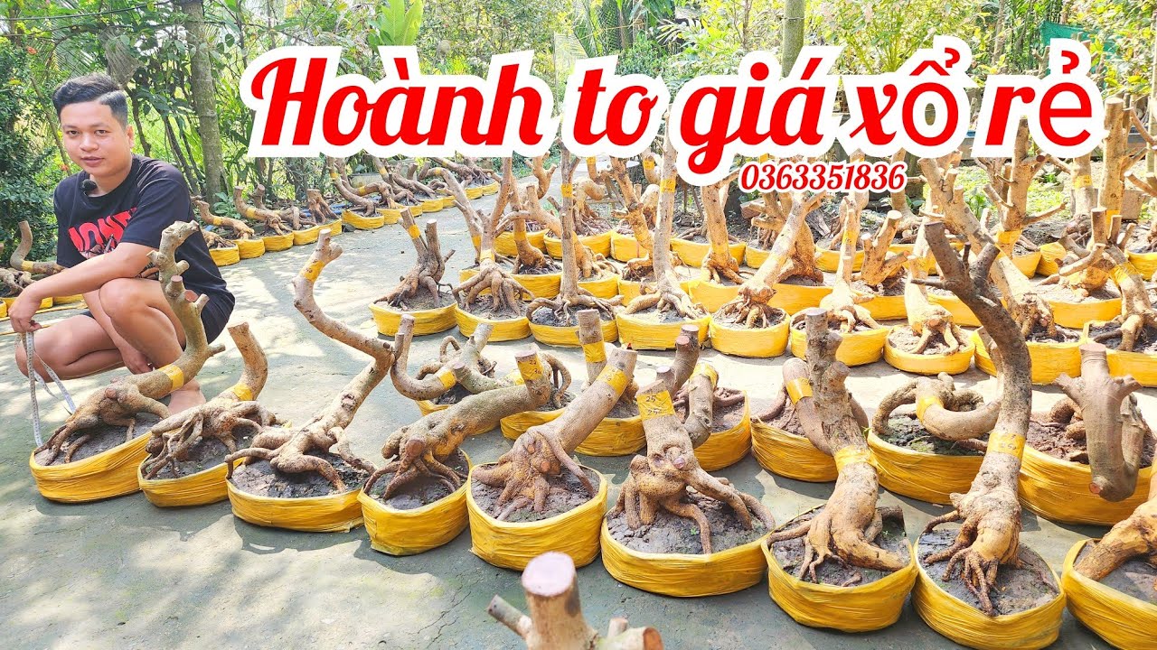 30/1 Tiến 0363351836 phôi mai bonsai đế đẹp hoành to giá xổ rẻ |MaivàngThanhTâm