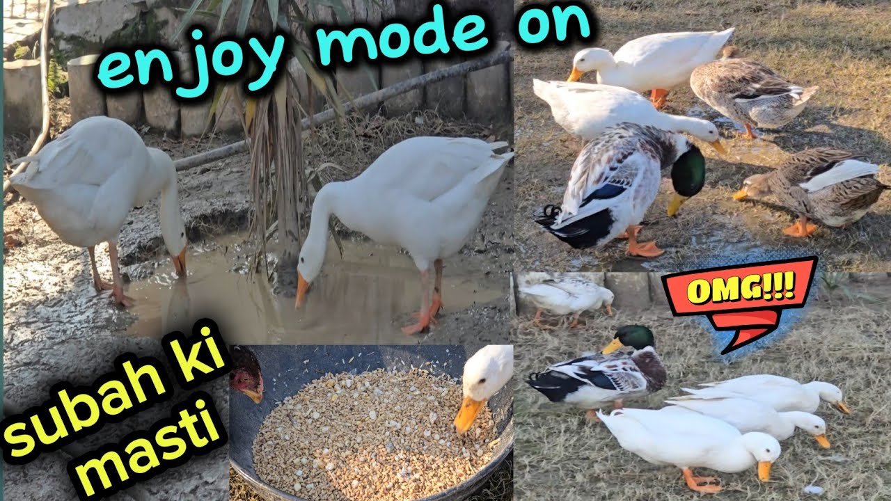 Morning Enjoyment | Ducks and Geese