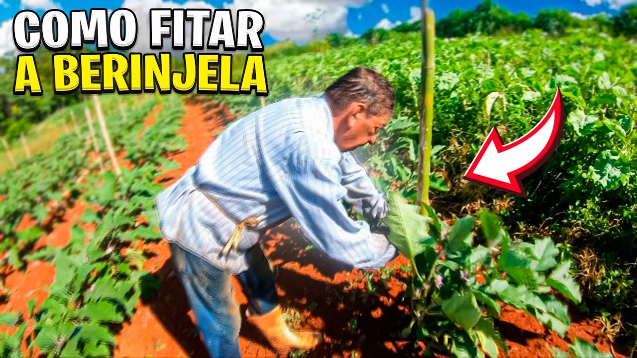 COMO FAZER A FIXAÇÃO DA BERINJELA COM FITA | PASSO A PASSO!