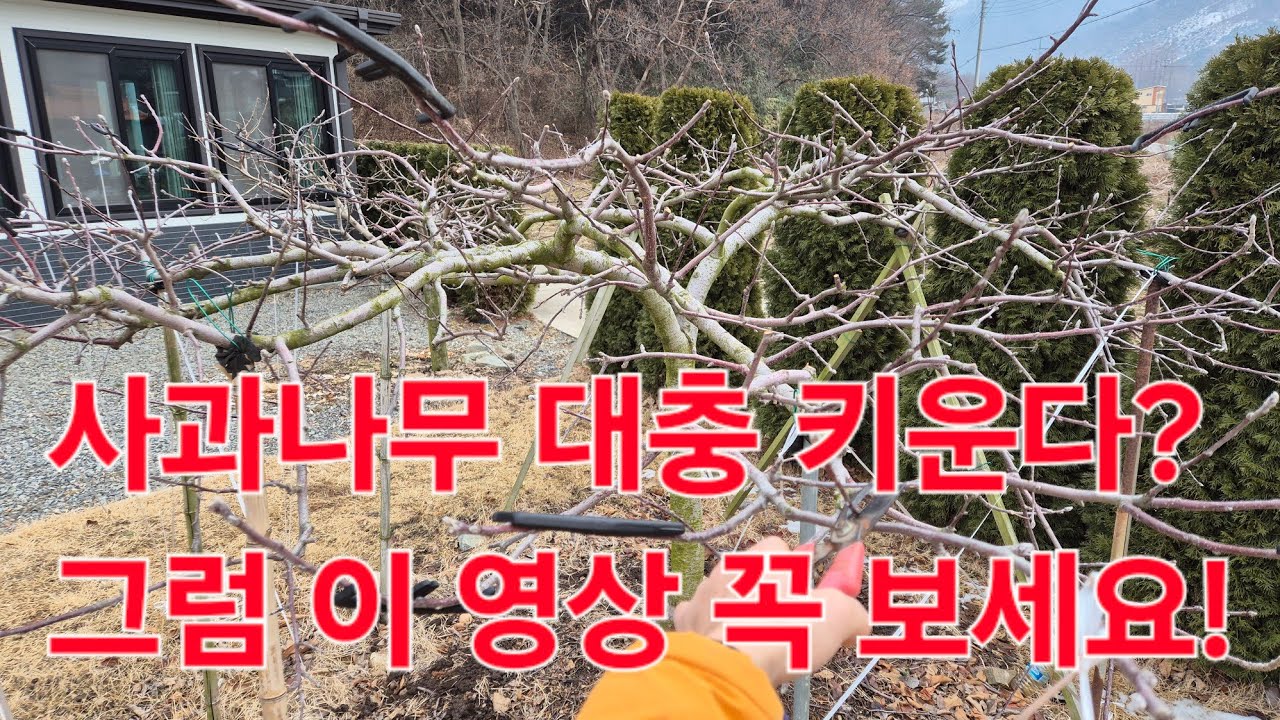 사과 한번 제대로 먹어보고 싶다면? 사과나무 묘목 심고부터 반드시 이것 해야!
