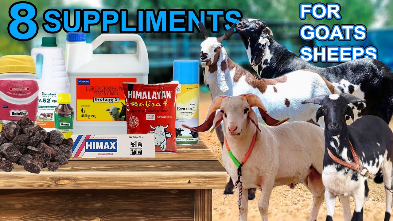 8 SUPPEIMENTS  FOR GOATS\SHEEPS | HIGHT, HEALTH & WEIGHT GAINING ME HELPFUL