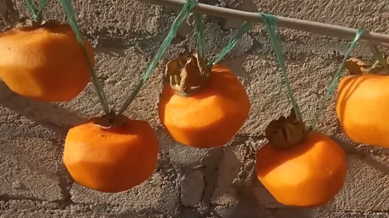 Zobun Müalicəsi olan Təbi xurma * və Karalyok  qurudub qışa saxlanılma qaydası  * Şəmkir