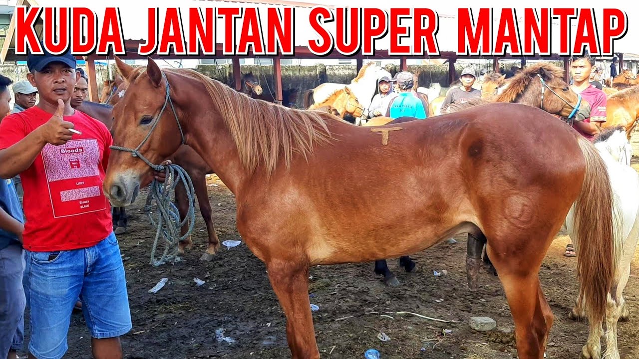 PASAR KUDA | KUDA JANTAN SUPER MANTAP | PASAR KUDA PART 75
