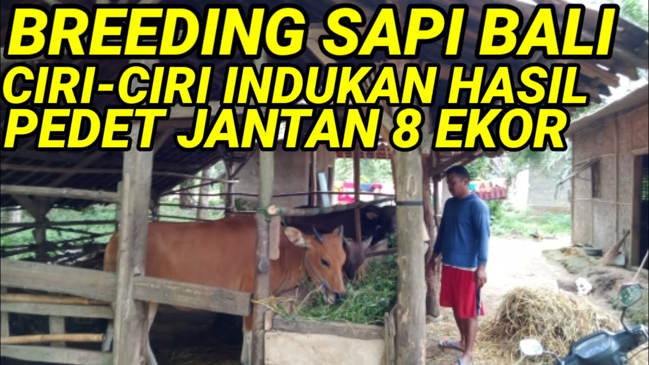 SAPI BALI 1 INDUKAN HASIL 8 PEDET JANTAN