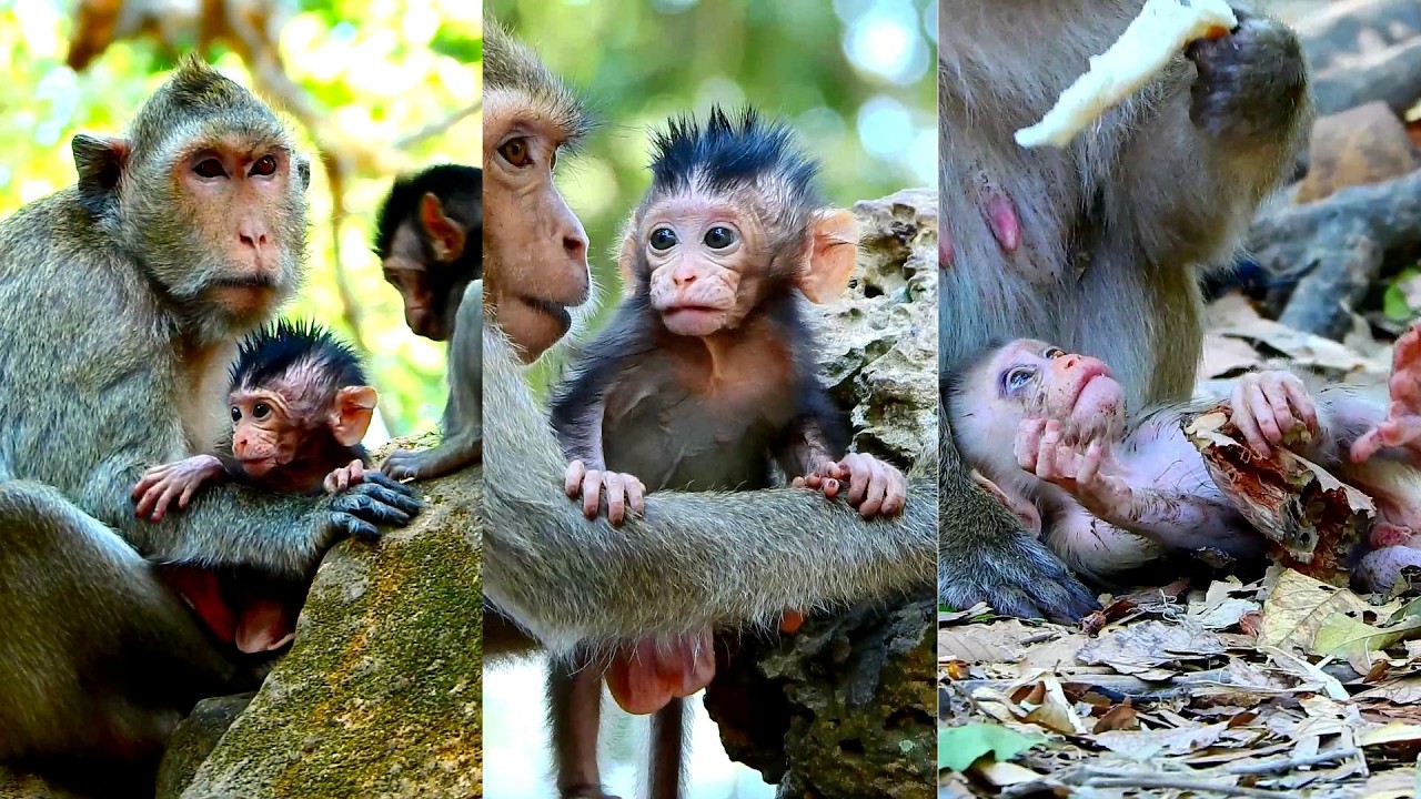 Cute Avery baby gets out go walking with best friends very friendly, Boris asks for eating food,..