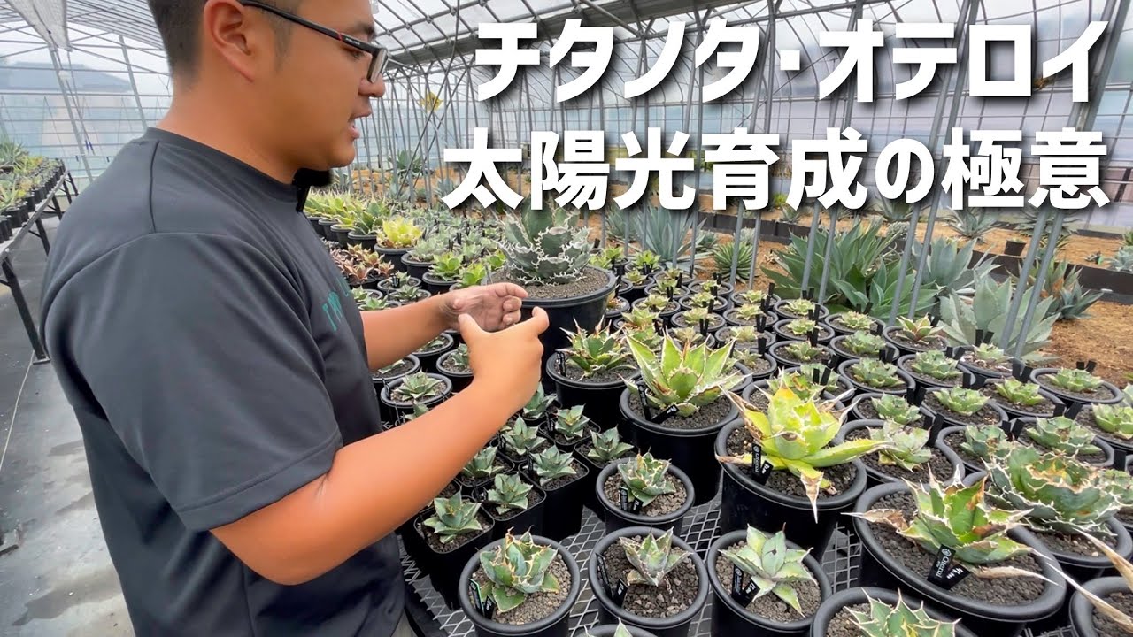 【アガベ】チタノタを