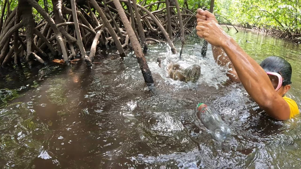 Mga Isdang Agrisibo Na Nakatago Sa Bakawan