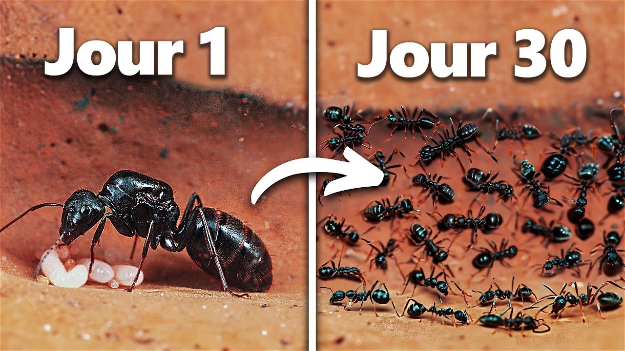 Simuler Une Colonie De Fourmis Pendant 30 Jours