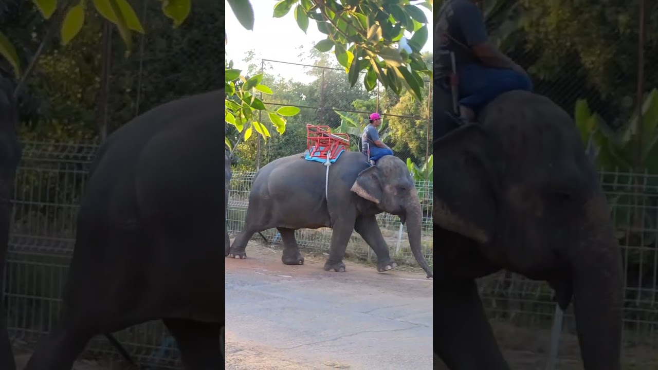 #ตุ่งตุ้ง #ควายงาม #elephant #baffalo #ช้าง 