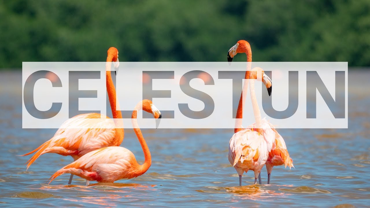 Yucatan Pensinsula (Celestun / Merida) Mexico  - Flamingo and Mayan Ruins 4K Timelapse Vlog