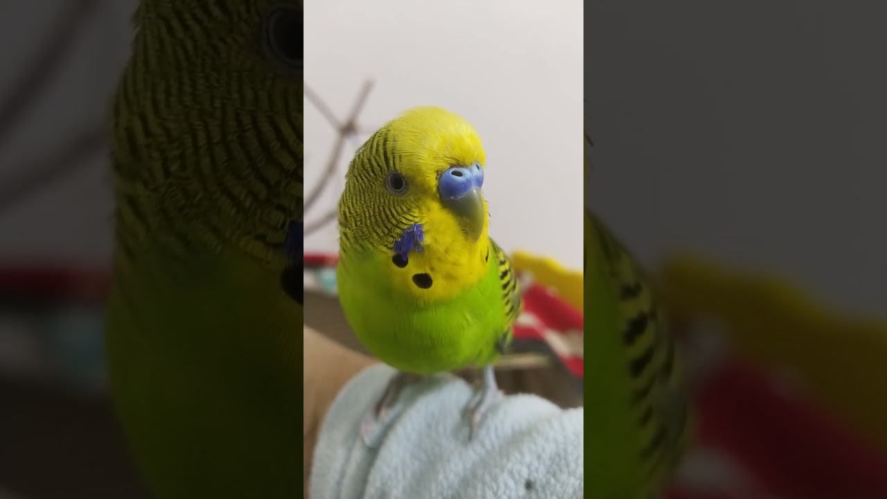 kuş ele alışma videosunu dinledikten sonra bunu görün canlar abla ele alışkınmı eline geliyormu