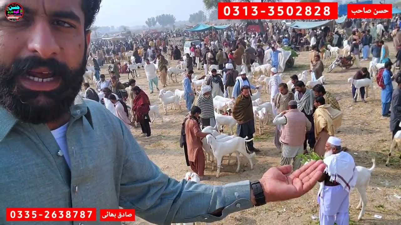 22 December 2025 rajanpur bakra mandi pakistan mandi achank rate km راجن پور بکرا منڈی اپڈیٹ visit 