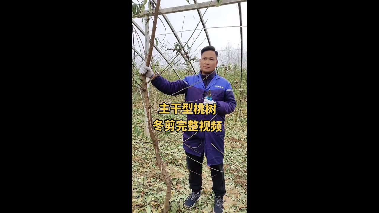 桃树冬季修剪技术分享 #农业技术推广 #桃树修剪 #抖音助农