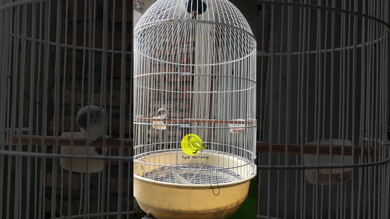 Sanger import gacor suara merdu