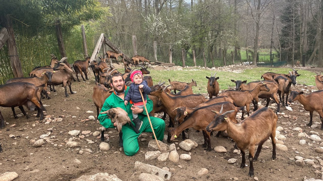 Az. Mattia Comino allevamento e trasformazione latte capre razza camosciate delle alpi