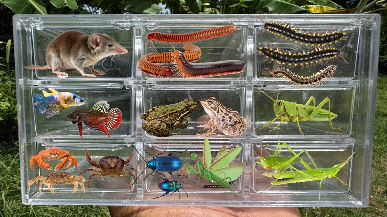 Catching insects in the gardengot Betta fish Etruscan shrew Millipede grasshoppe frog!