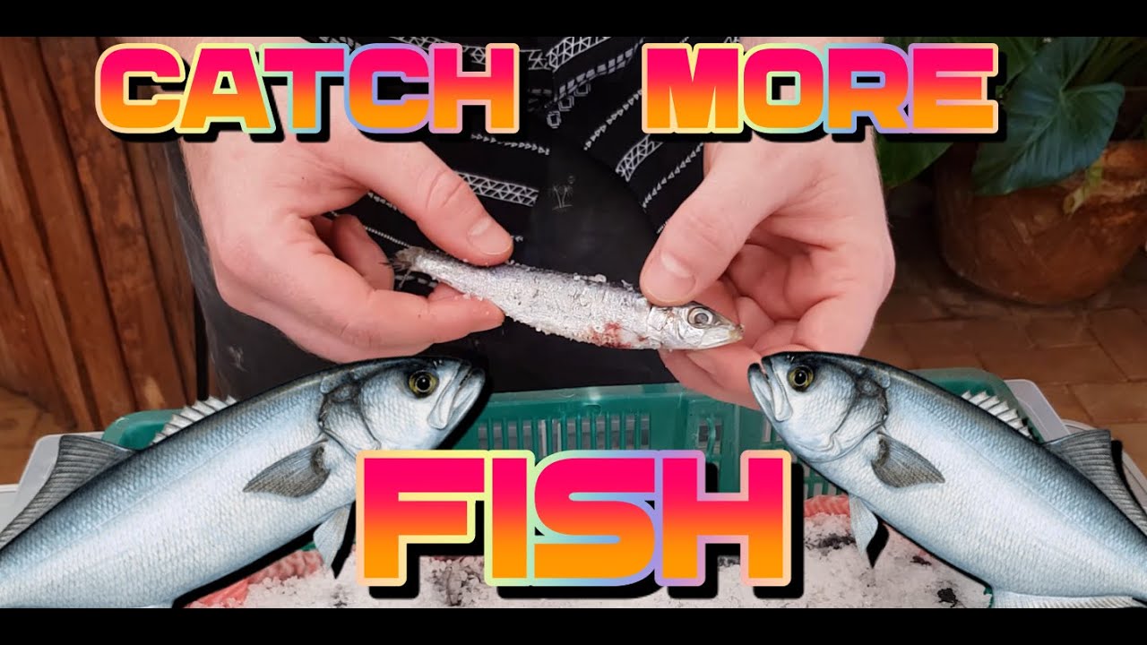 How to Cure and Preserve your own Bait - for more fish!