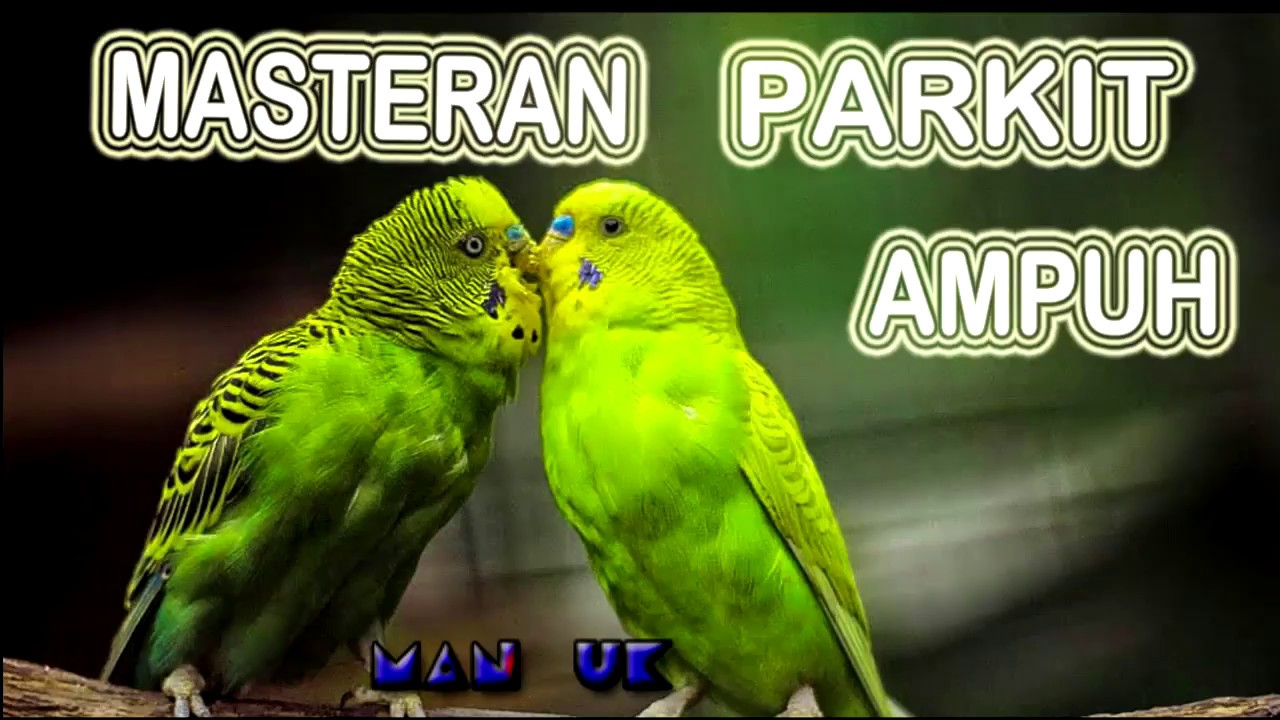SUARA KICAU BURUNG PARKIT GACOR - UNTUK MASTERAN DAN PANCINGAN PARKIT JUARA