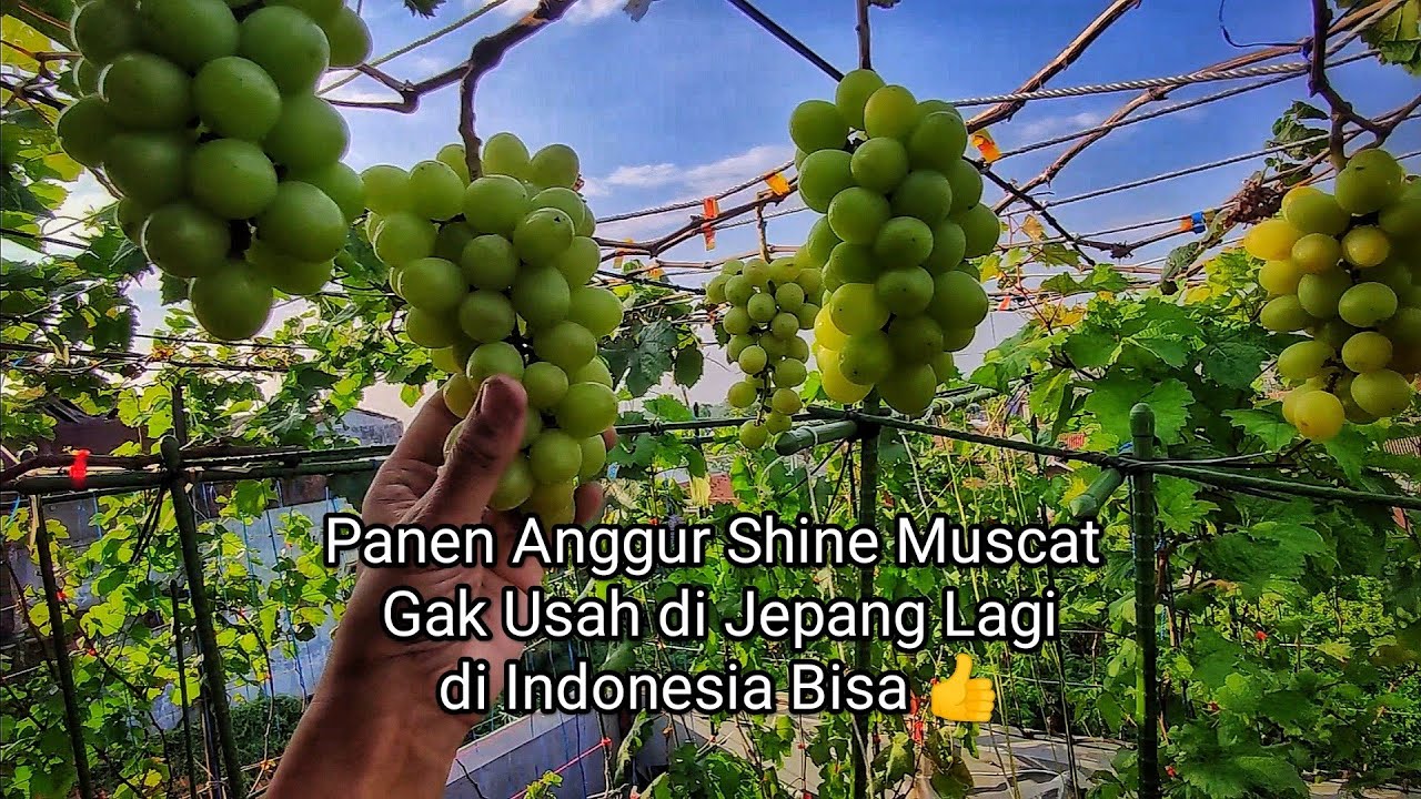 Panen Anggur Shine Muscat gak usah di Jepang lagi, di Indonesia bisa
