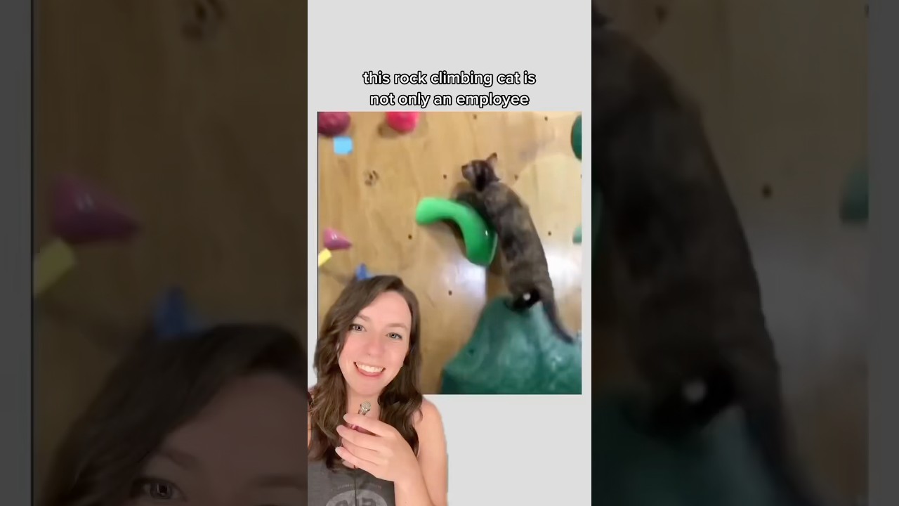 This rock climbing cat is a top athlete 🐈&zwj;⬛ #cat #shorts