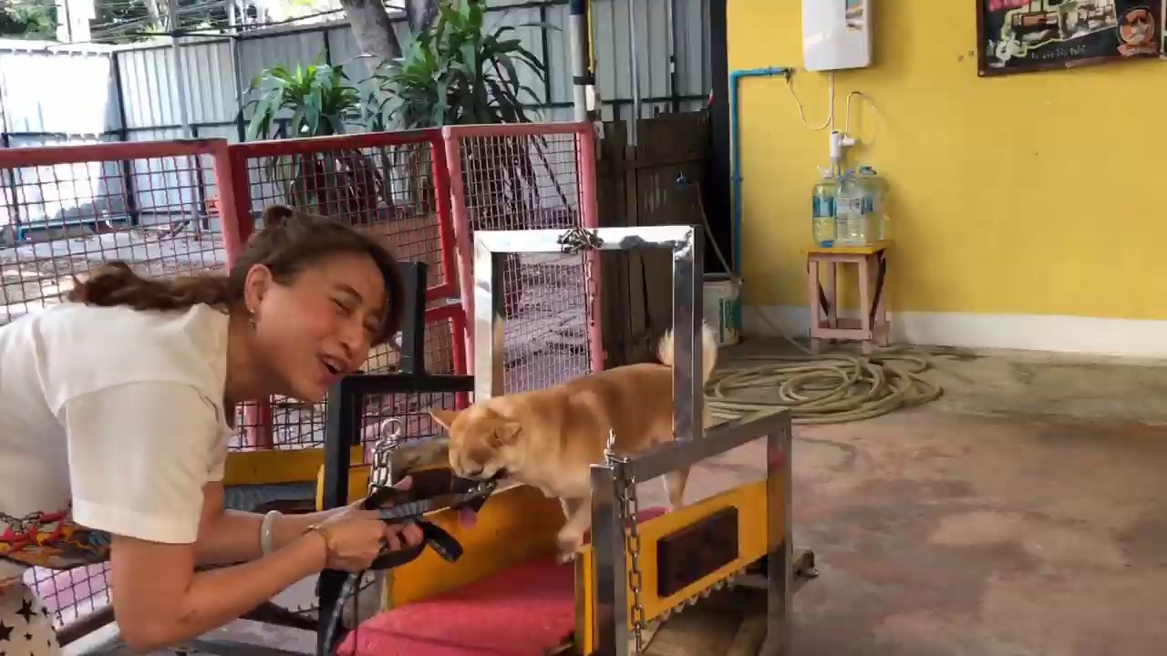วิธีการฝึกหมาดื้อ หมาชอบเอาชนะ
