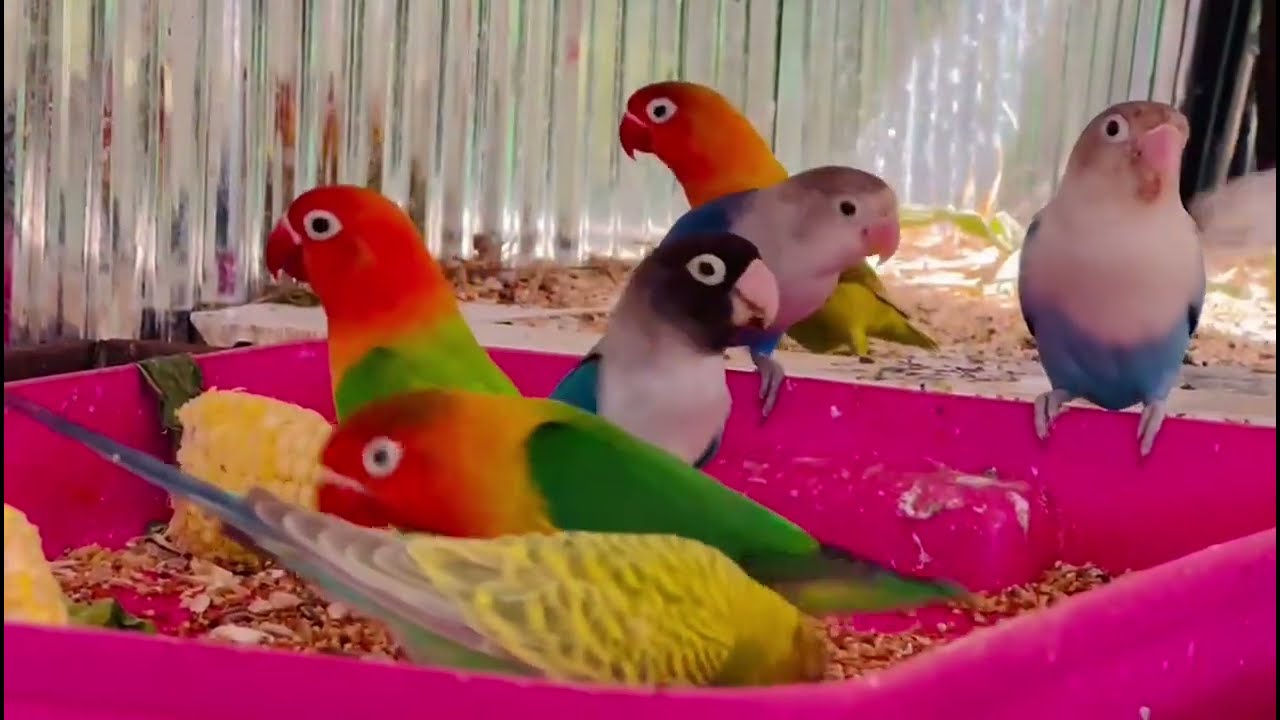 Beautiful Love birds Parrot 🥰 #parrot #budgielove #birdsounds #lovebirds