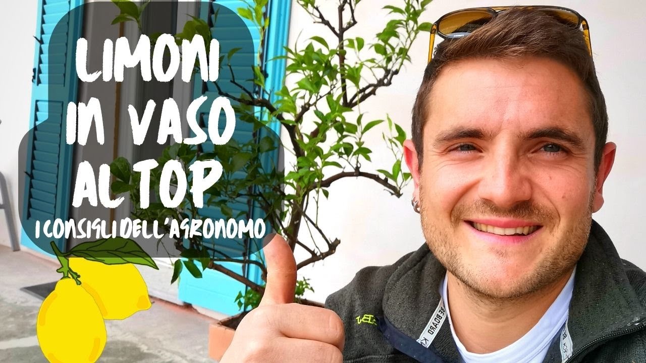 POTATURA E CURA DEL LIMONE IN VASO