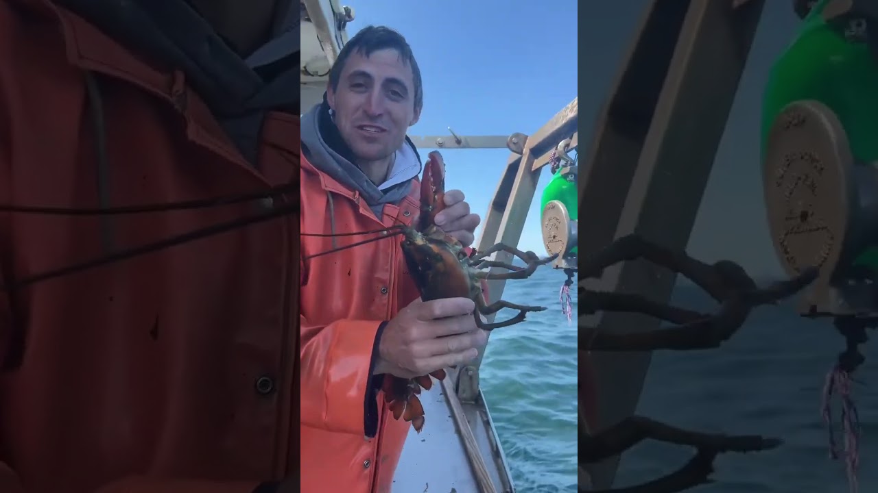 Can a lobster crush a pistachio？