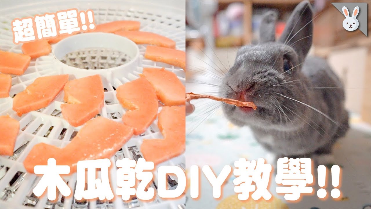 【侑敏yomin】教你超簡單木瓜乾DIY！兔寶寶吃的敲開心❤️／兔寶寶餵食秀EP2