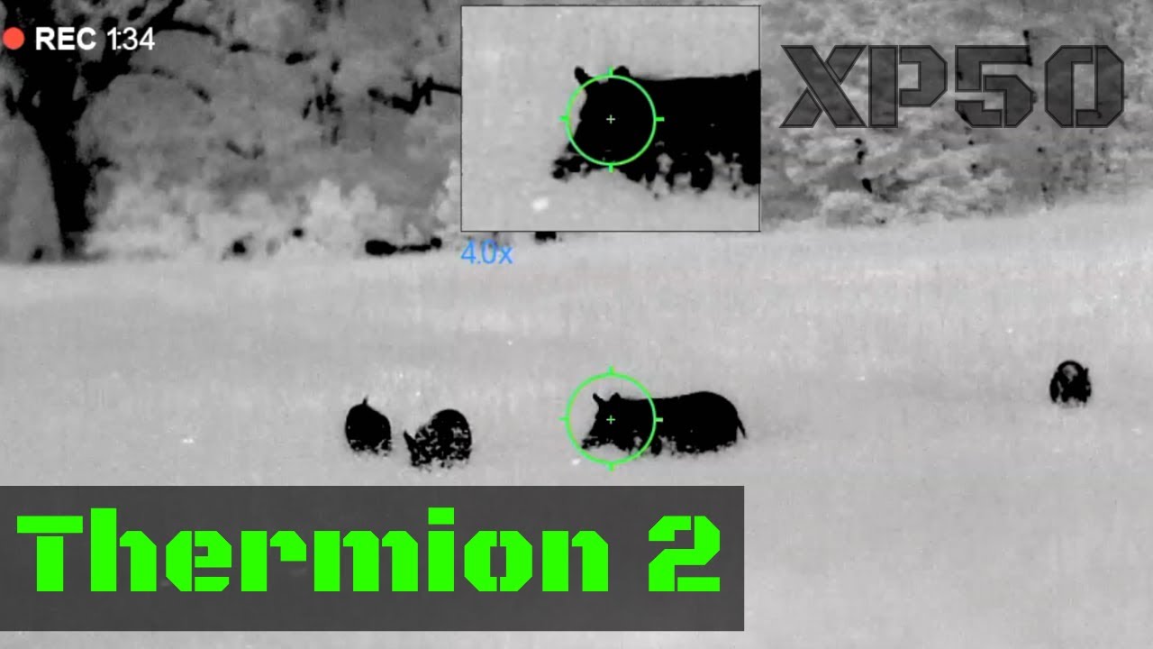 Pulsar Thermion 2 XP50 **First Hunts and Review**