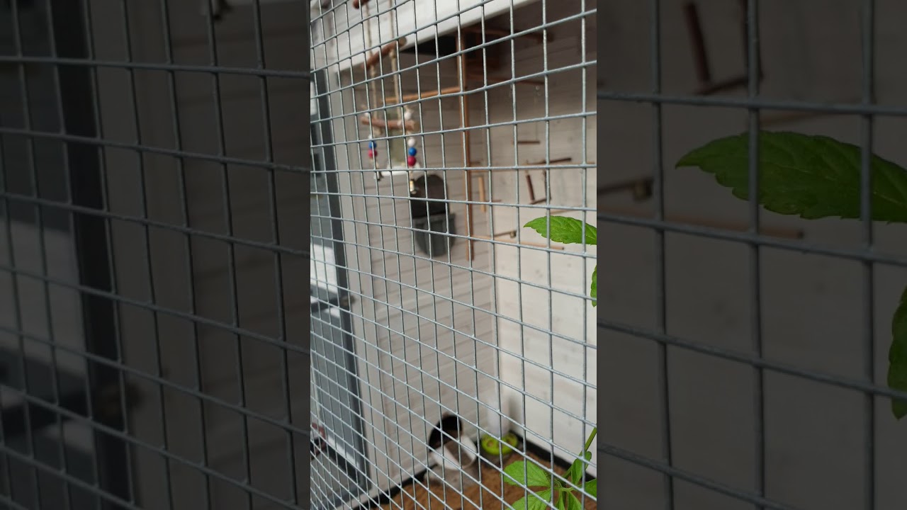 Kanarien Wachtel Außenvoliere Fertigstellung 04.08.2019(1)