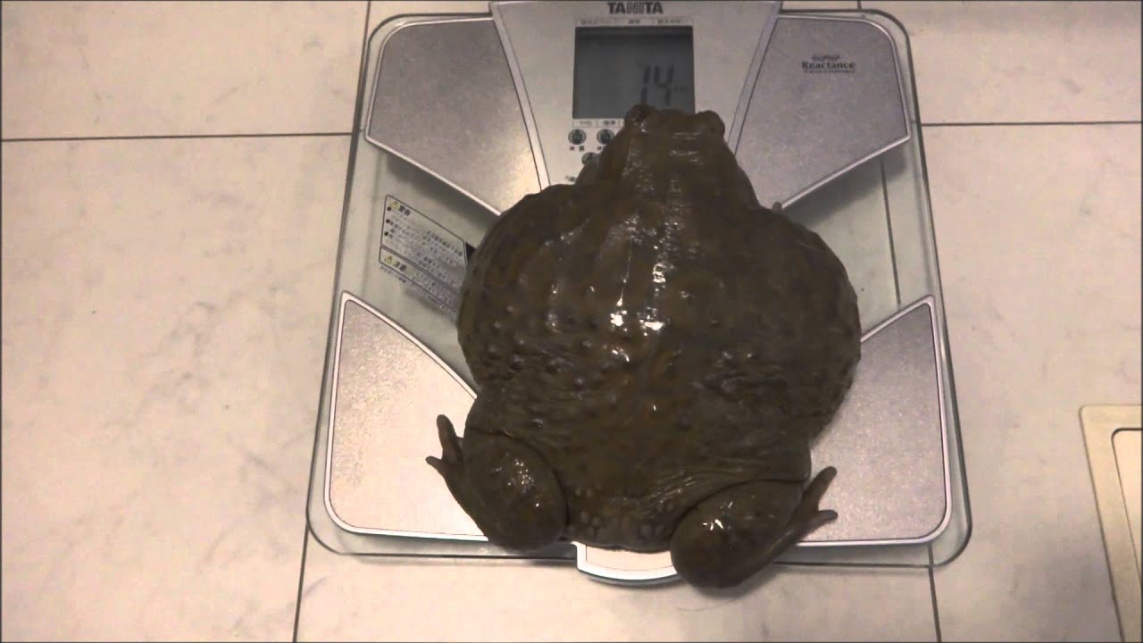 巨大アフウシの体重測定　Weight measurment of a Giant bull frog